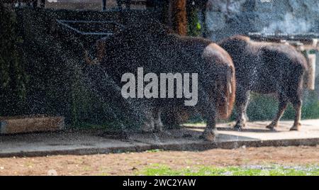 Ein Moschusochse, der während der Hitze in der Voliere des Moskauer Zoos mit Wassertropfen besprüht wurde Stockfoto