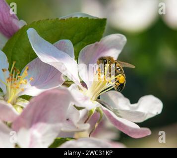 Biene oder Honigbiene in lateinischen APIs Mellifera, europäische oder westliche Honigbiene auf Apfelbaumblüten Stockfoto