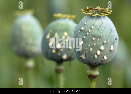 Detail der Opiummohnköpfe, lateinisch Papaver somniferum, unreife Mohnköpfe mit Tropfen Opiummilchlatex, drei Mohnkapseln Stockfoto