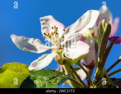 Apfelblüte im lateinischen Malus domestica Stockfoto