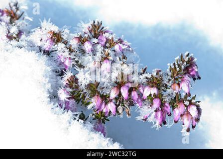 Blüten der Schneeheide (Erica carnea) (Syn. Erica herbacea) oder Winterheide oder Frühlingsheide im Schnee an einem sonnigen Wintertag, Frost, Kälte Stockfoto