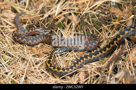 Zwei wilde europäische Vipern (Vipera berus), braune Erwachsene, Weibchen, treffen sich und kriechen gut getarnt in der Sonne durch Gras, Herbstblätter und Kiefer Stockfoto