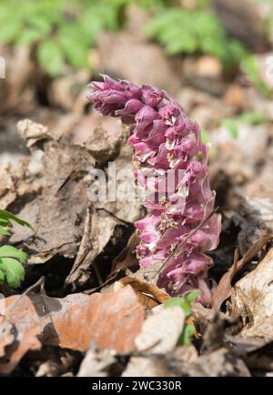 Gewöhnliches Zahnkraut (Lathraea squamaria), Blüte auf Waldboden zwischen alten Herbstblättern, Geophyte, Frühblüher, parasitäre Pflanze, Parasit, Makro Stockfoto