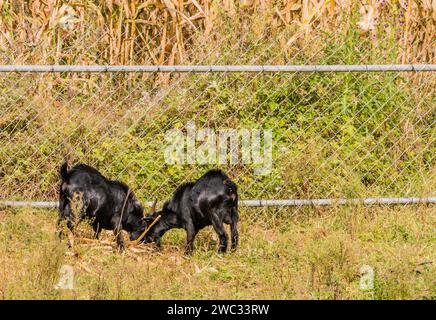 Zwei Erwachsene schwarze Ziegen, die sich neben einem Zaun um ein Feld voller Maisstiele ernähren Stockfoto