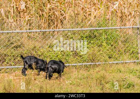 Zwei Erwachsene schwarze Ziegen, die sich neben einem Zaun um ein Feld voller Maisstiele ernähren Stockfoto