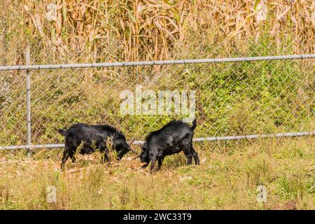 Zwei Erwachsene schwarze Ziegen, die sich neben einem Zaun um ein Feld voller Maisstiele ernähren Stockfoto