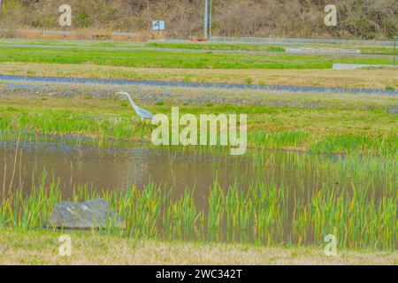 Wunderschöner grauer Reiher im Teich mit grünem Wasserschilf neben dem Ufer, bedeckt mit üppigem grünem Gras Stockfoto