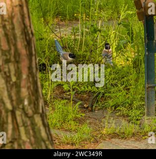 Zwei azurblaue Elster auf dem Boden, die in hohem grünen Gras zwischen einer Parkbank und einem Baum stehen Stockfoto