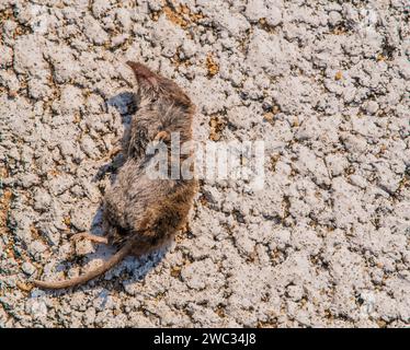 Nahaufnahme des Kadavers eines toten Maulwurfs, der an einem sonnigen Tag auf weißem Asphalt liegt Stockfoto