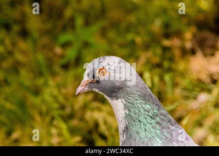 Extreme Nahaufnahme einer Taube mit wunderschönen Farben in einem Park auf der Suche nach Nahrung Stockfoto