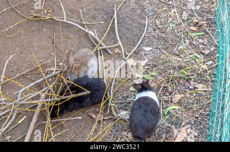 Drei kleine Kaninchen mit knabbernden Pflanzen im öffentlichen Park an sonnigen Tagen Stockfoto