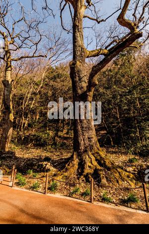 Alte Eiche mit blattlosen Ästen neben gepflasterten Wanderwegen im Waldpark Stockfoto