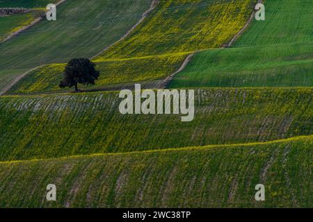 Ein einzelner Baum hebt sich von den welligen grünen und gelben Feldern auf rollendem Ackerland ab Stockfoto