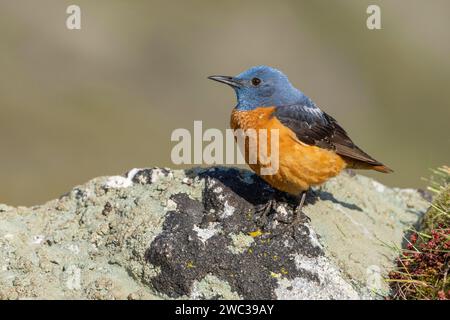 Steindrossel (Monticola saxatilis), männlich, Provinz Kastilien-Leon, Picos de Europa, Spanien Stockfoto