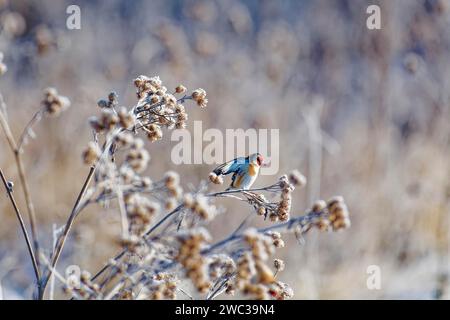 Europäischer Goldfink (Carduelis carduelis), Goldfink, im Winter, auf braunem Distelgras mit Raureif, Wismar, Mecklenburg-Vorpommern, Deutschland Stockfoto