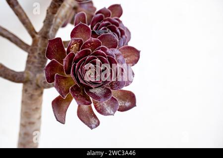 Nahaufnahme von Aeonium arboreum var. Atropurpureum. Stockfoto