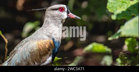 Nahaufnahme von Vanellus chilensis, auch „Tero“ genannt. Stockfoto