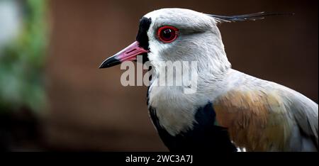 Nahaufnahme von Vanellus chilensis. Stockfoto