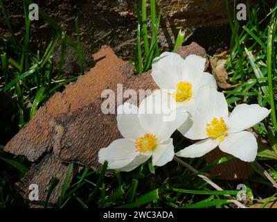 Nahaufnahme von Anemone sylvestris weissen Blüten mit gelben Staubblättern im Gras im Frühjahr Stockfoto