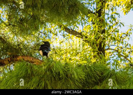 Magpie, die an einem sonnigen Nachmittag auf dem Zweig eines immergrünen Baumes thront Stockfoto