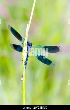 Banded demoiselle (Calopteryx splendens), Niedersachsen, Bundesrepublik Deutschland Stockfoto