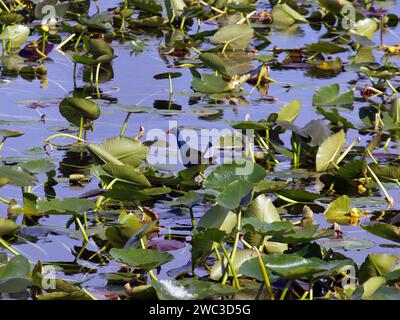 Die reife amerikanische Purple Gallinule (Porphyrio martinica) ernährt sich in den Everglades. Stockfoto