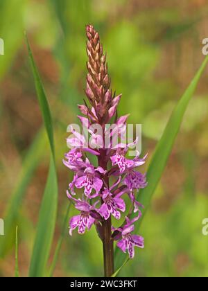 Rosa gepunktete Blüten und Knospen auf Blütenspitzen der Gemeinen gefleckten Orchidee (Dactylorhiza fuchsii) im Wildblumenhabitat in den italienischen Alpen, Italien Stockfoto