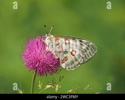 f Apollo oder Berg Apollo (Parnassius apollo) Schmetterling, der sich von violetten Blüten der Wiesendistel (Cirsium dissectum) in den Ausläufern der italienischen Alpen ernährt Stockfoto