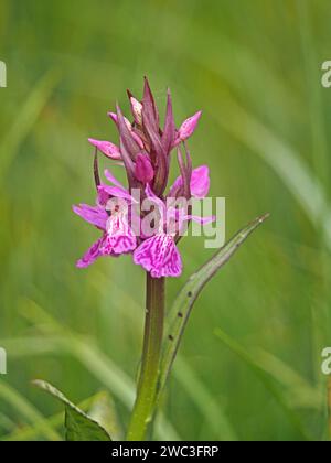 Leuchtend lila rosa Blüten und Knospen auf Blütenspitzen der breitblättrigen SumpfOrchidee (Dactylorhiza majalis) im Wildblumenhabitat in den italienischen Alpen Stockfoto