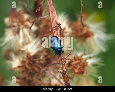 Glänzender Blauminzkäfer oder Blauminzkäfer (Chrysolina coerulans) auf trockenem Pflanzenstiel in den italienischen Alpen, Italien, Europa Stockfoto