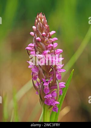 Leuchtend lila rosa Blüten und Knospen auf Blütenspitzen der frühen SumpfOrchidee (Dactylorhiza incarnata) im Wildblumenhabitat in den italienischen Alpen, Italien Stockfoto