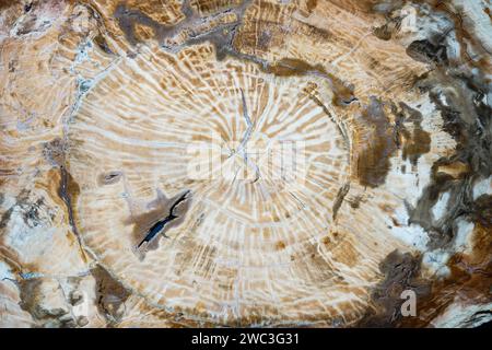 Stück versteinertes Holz. Mineralaustausch. Stockfoto