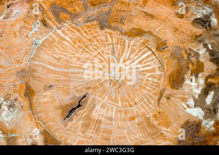 Stück versteinertes Holz. Mineralaustausch. Stockfoto