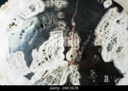 Stück versteinertes Holz. Mineralaustausch. Stockfoto