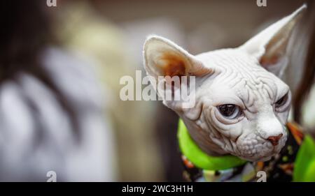 Weiße Sphynx-Katze mit grünen und blauen Augen. Stockfoto