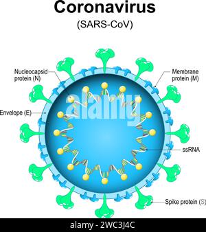 Coronavirus-Struktur. Nahaufnahme eines Virions. Vergrößert von Viruspartikeln, die pandemische letale Krankheiten wie SARS, MERS, COVID-19 verursachten. Vektordiagramm Stock Vektor