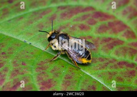 Eine weibliche Blattschneiderbiene (wahrscheinlich die Blattschneiderin Megachile centuncularis) liegt mit ihrer Pollenladung auf einem Blatt. Sunderland, NE, Vereinigtes Königreich. Stockfoto