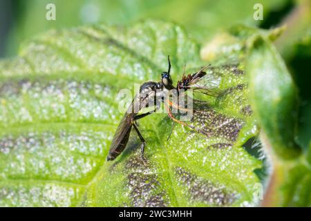 Eine schlanke, aber tödliche Räuberfliege (Dioctria rufipes) liegt auf einem sonnigen Blatt, während sie sich an ihrer frisch gefangenen Beute, scheinbar einer kleinen einsamen Wespe, schmeckt Stockfoto