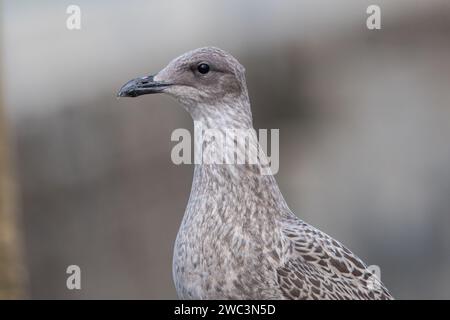Eine junge Heringsmöwe (Larus argentatus), abgebildet am Seaburn Seafront, Sunderland, Nroth East England Stockfoto