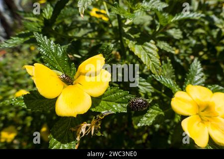 Turnera Ulmifolia - gelb blühende Zierpflanze mit Trauer-Rosenkäfer (Oxythyrea funesta), Maspalomas, Gran Canaria, Spanien Stockfoto