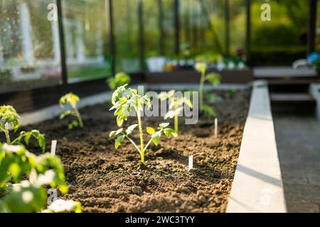 Anbau von Tomatenpflanzen in einem Gewächshaus am Frühlingstag. Anbau von Obst und Gemüse auf einem Gehöft. Gärtnerei und Lebensweise der Selbstversorgung Stockfoto