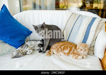 Rote Schottenfalte, britisches Kurzhaar-Silbertabby und russische blaue Kätzchen, die auf einem Sofa im Wohnzimmer ruhen. Junge Hauskatzen, die tim ausgeben Stockfoto