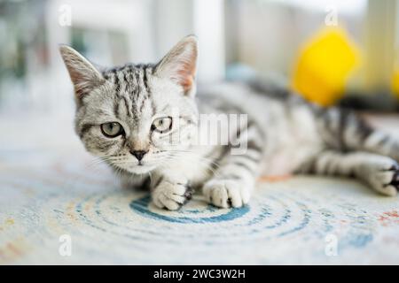 Britisches Kurzhaar-silbernes Tabby-Kätzchen im Wohnzimmer. Junge Hauskatze, die zu Hause drinnen bleibt. Stockfoto