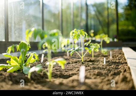 Anbau von Tomatenpflanzen in einem Gewächshaus am Frühlingstag. Anbau von Obst und Gemüse auf einem Gehöft. Gärtnerei und Lebensweise der Selbstversorgung Stockfoto