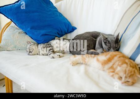 Rote Schottenfalte, britisches Kurzhaar-Silbertabby und russische blaue Kätzchen, die auf einem Sofa im Wohnzimmer ruhen. Junge Hauskatzen, die tim ausgeben Stockfoto