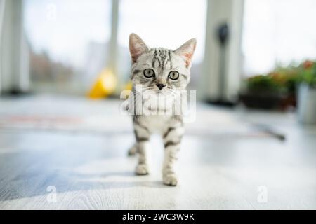 Britisches Kurzhaar-silbernes Tabby-Kätzchen im Wohnzimmer. Junge Hauskatze, die zu Hause drinnen bleibt. Stockfoto