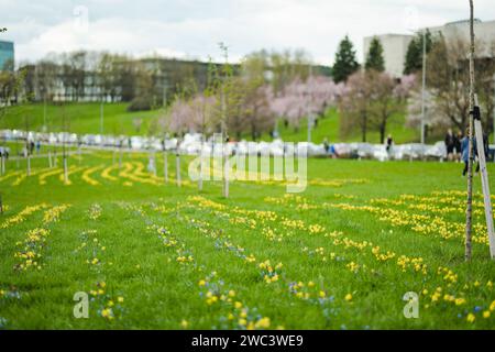Reihen von schönen gelben Narzissen und blauen Scillas blühen am Frühlingstag. Narzissen und Holzschnitzel blühen in Vilnius, Litauen. Stockfoto