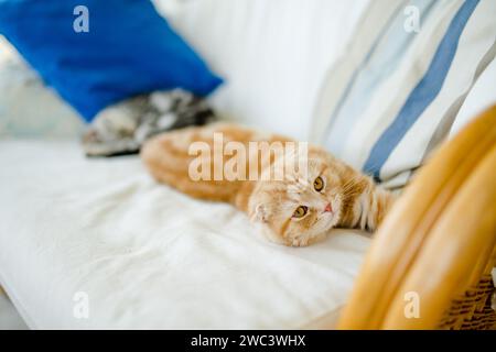 Rotes schottisches Faltkätzchen, das sich auf einem Sofa im Wohnzimmer ausruhen lässt. Junge Hauskatze, die zu Hause drinnen bleibt. Stockfoto