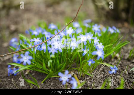 Nahaufnahme blühender blauer scilla luciliae-Blüten am sonnigen Frühlingstag. Knollenpflanzen des ersten Frühlings. Selektiver Fokus mit Bokeh-Effekt. Stockfoto
