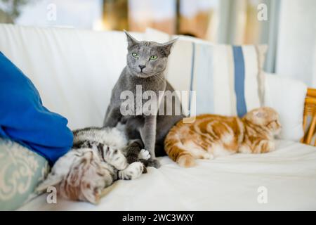 Rote Schottenfalte, britisches Kurzhaar-Silbertabby und russische blaue Kätzchen, die auf einem Sofa im Wohnzimmer ruhen. Junge Hauskatzen, die tim ausgeben Stockfoto